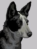 austrailiancattledog.jpg