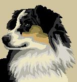 australianshepherd.jpg