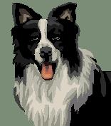 bordercollie.jpg
