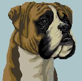 boxer.jpg