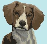 brittanyspaniel.jpg