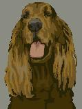irishsetter.jpg