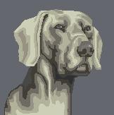weimaraner.jpg